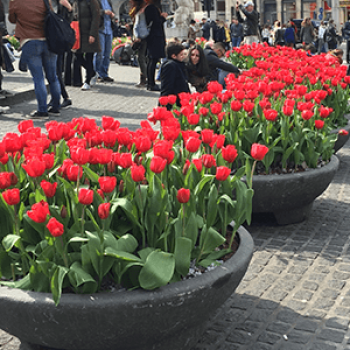 Afbeeldingsresultaat voor bloembak tulpen